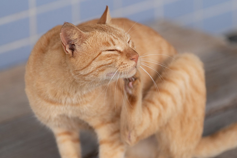 猫が自分の足であごのあたりを掻いている様子