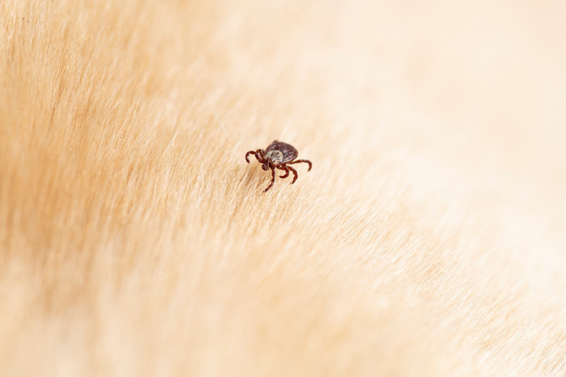 毛の表面にからみつくノミを拡大した写真