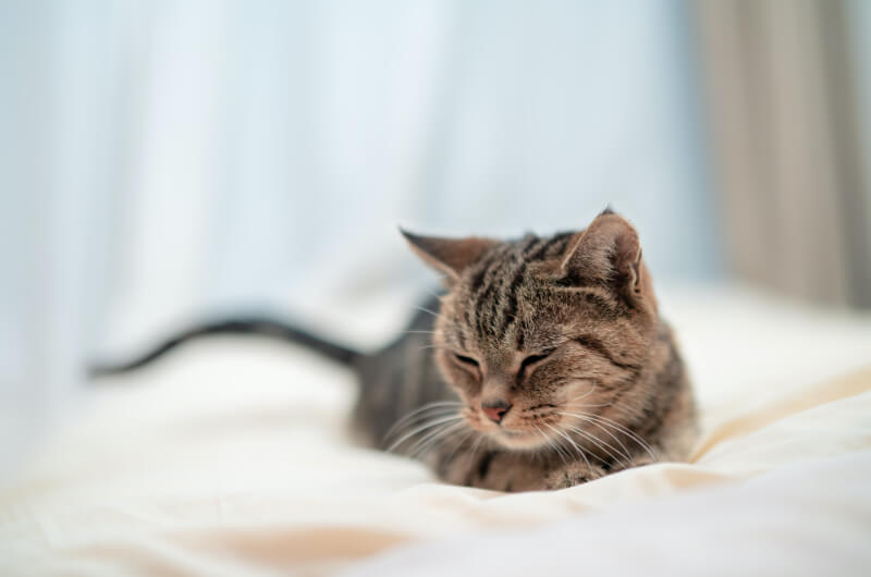 居眠りしている猫