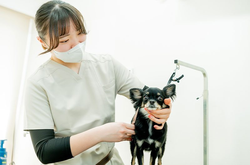 トリミング風景