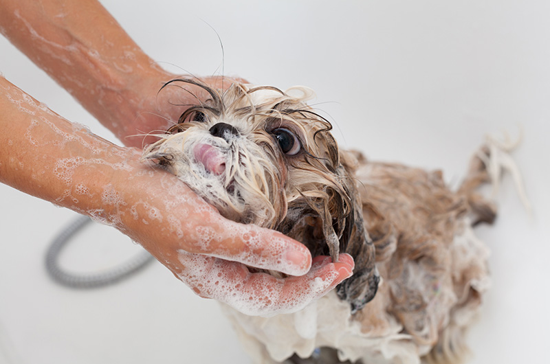 シャンプーされる犬