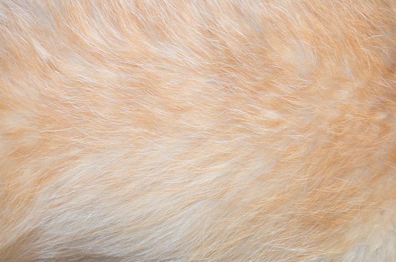 犬の毛並み