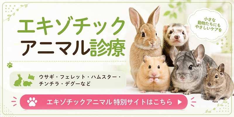 エキゾチックアニマル診療