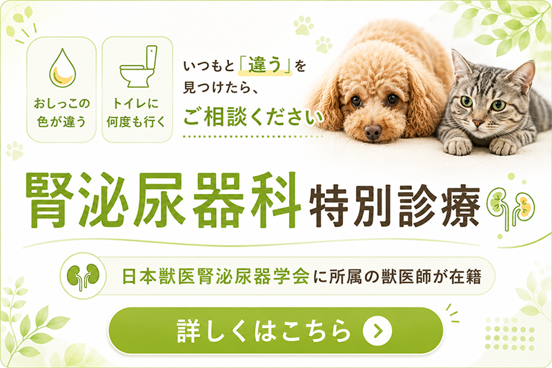 腎泌尿器科サイト 長く付き合う病気だからこそ、動物とご家族に寄り添う最適な治療を